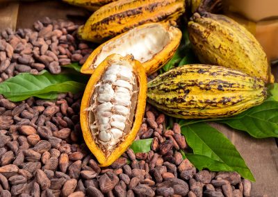 Cacao Trinitario