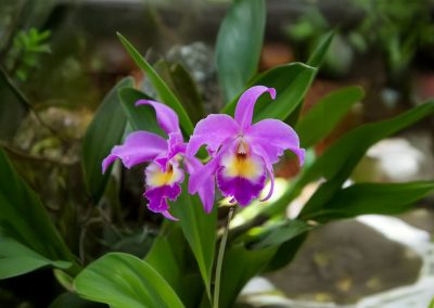 Guaria Morada