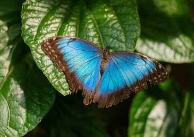Mariposa Blue Morpho
